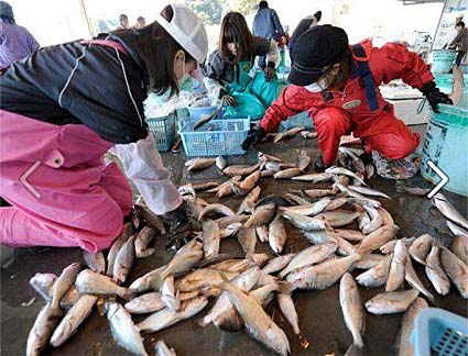 專家:福島魚獲四成不宜食 專家:福島魚獲四成不宜食