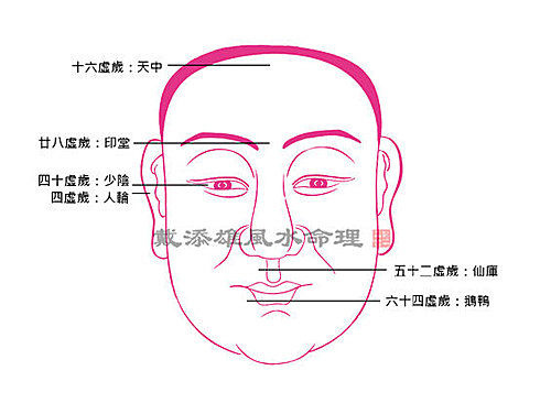 兔女