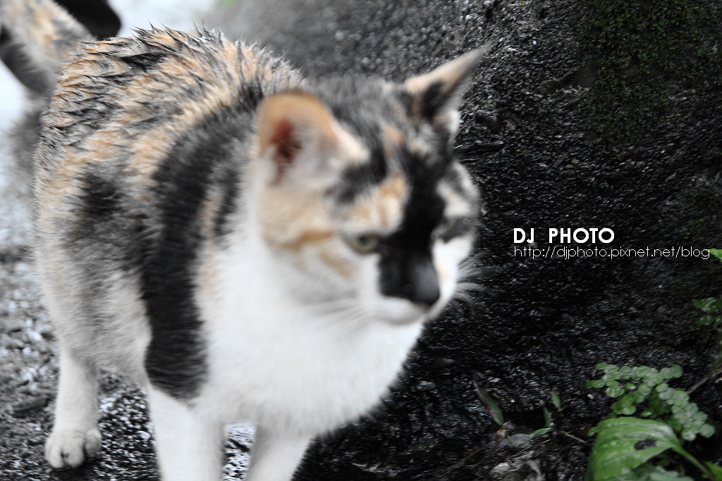 IMG_6591 IMG_6591