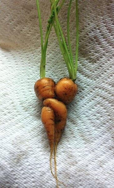 擁抱蘿蔔 娛樂城