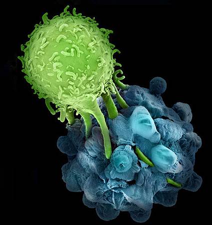 T-Cell