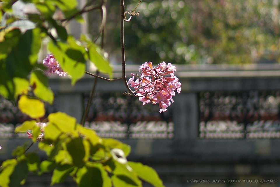 DSCF9254 DSCF9254