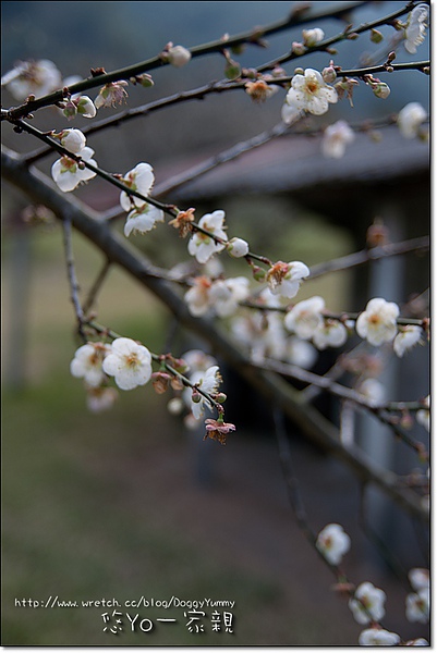 47_Prunus-mume.jpg