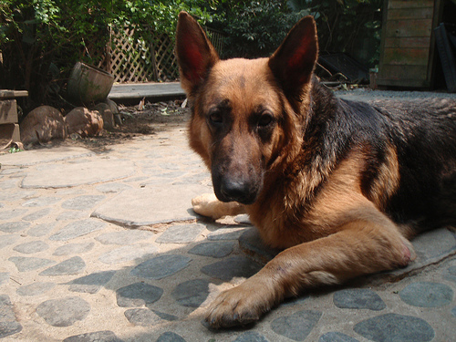 寶媽狼犬-1.jpg 寶媽狼犬-1.jpg