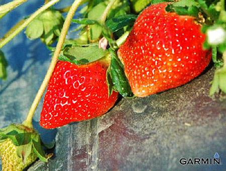 期貨李小儀 投資網誌 Wanggoo玩股網