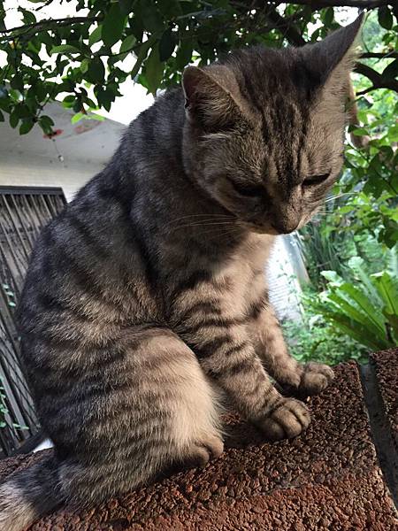 2499335602417 2499335602417