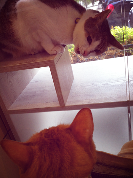 0721-草跛腳看診去