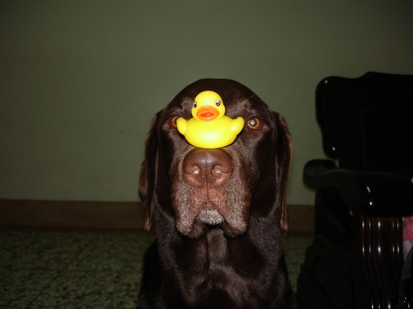 12/03/06' 頂上功夫 12/03/06' 頂上功夫