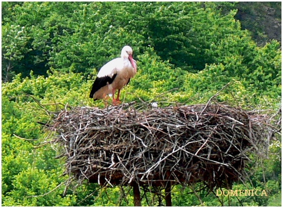 Tokaj_bird.jpg