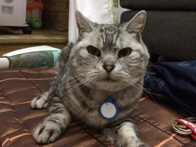 手機,鑰匙,寵物全現身tinyFinder 藍牙追蹤器 手機,鑰匙,寵物全現身tinyFinder 藍牙追蹤器