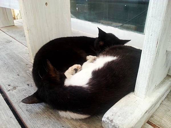 11140294_887391357948145_4590533411855021650_n_conew1