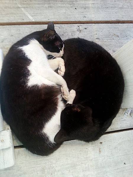 11150254_887391384614809_5949590126155545512_n_conew1