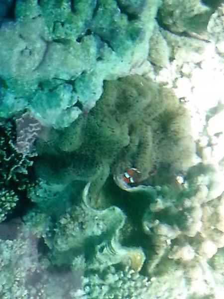 11083626_887404107946870_7969313580305641704_n_conew1