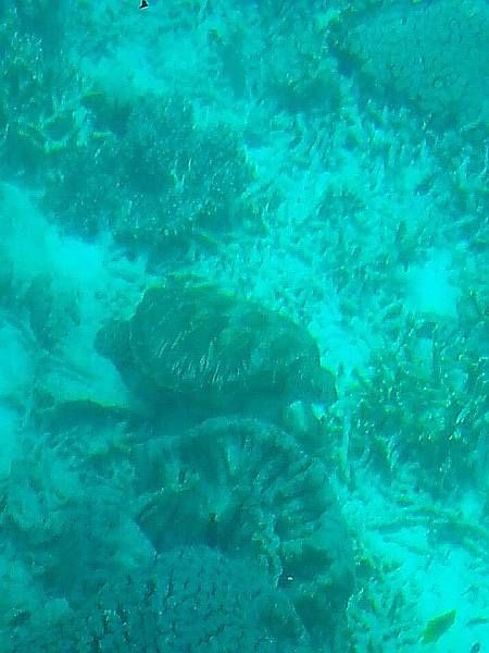 10355748_887404301280184_3454262648713162936_n_conew1