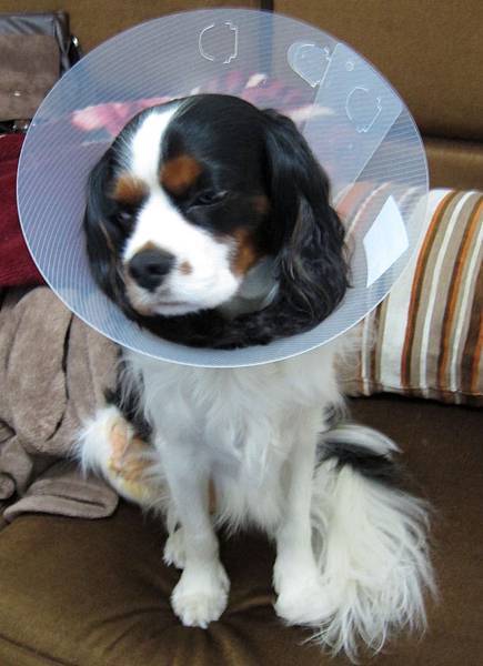 100.3.921.JPG 100.3.921.JPG