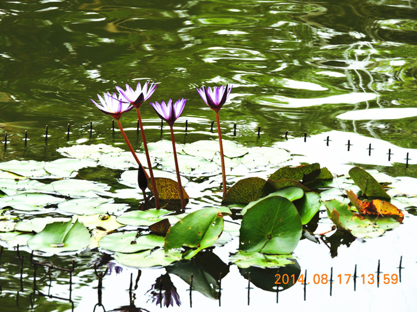 DSCN0767_副本