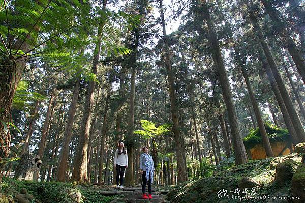 溪頭森林遊樂區
