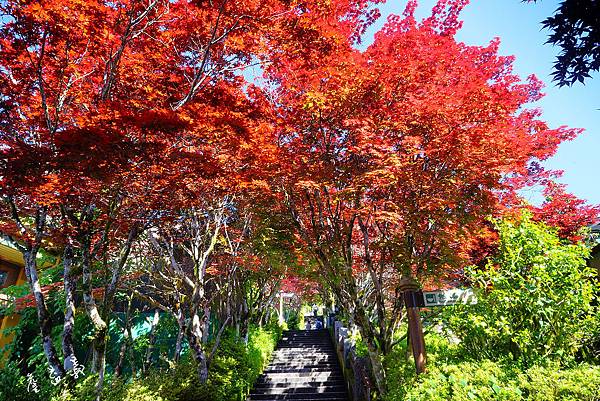 太平山紫葉槭2015