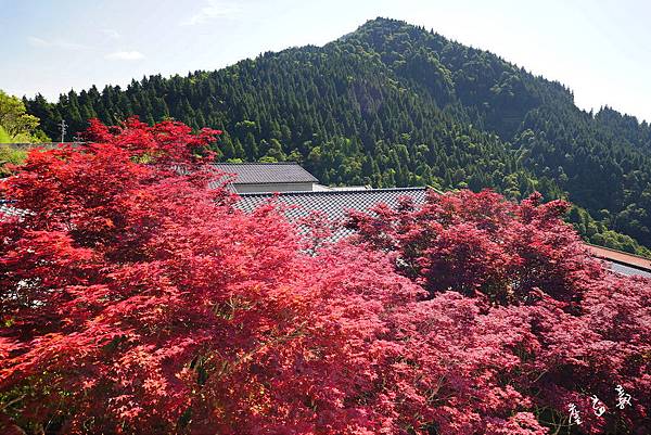 太平山紫葉槭2015