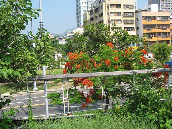 42.腳踏車步道一隅美麗的路樹.JPG 42.腳踏車步道一隅美麗的路樹.JPG