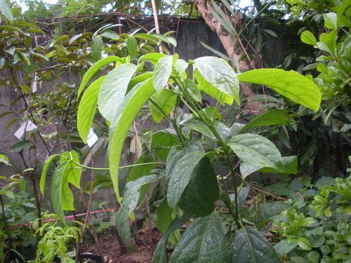 木奶果 阿龍的開心農場 痞客邦