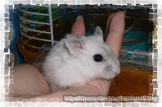 调整大小 CIMG5789