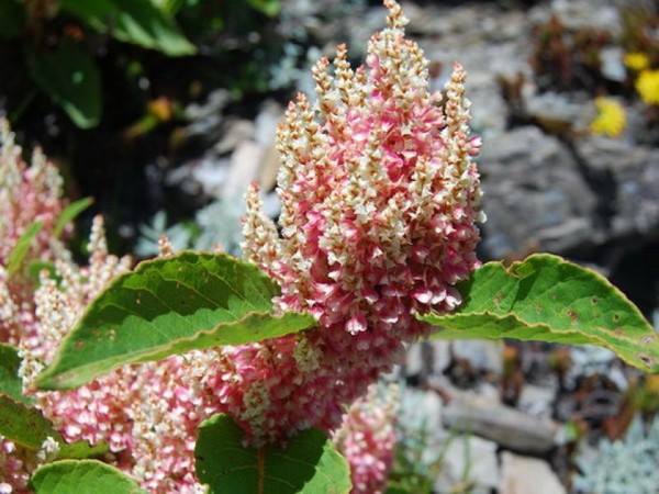 10622717_943714245642818_7324835505218151232_n