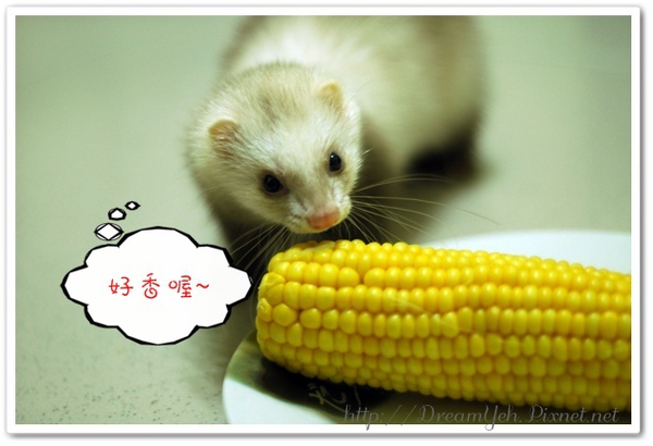 貂貂也想吃玉米 貂貂也想吃玉米