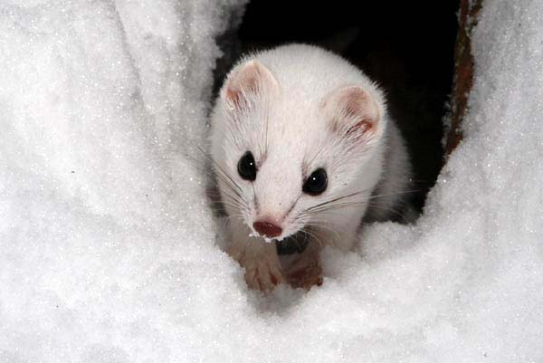 Ferret 06