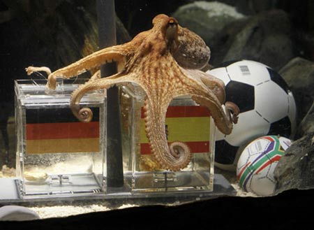 世足賽章魚哥預測德國隊西班牙
