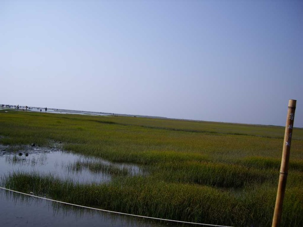 一整片綠油油