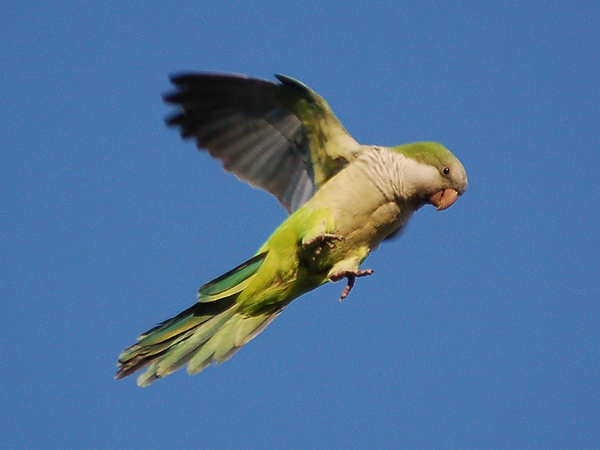 wild-parrot-safari2-722903.jpg