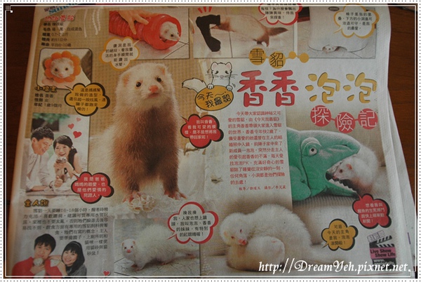 雪貂香香上新聞