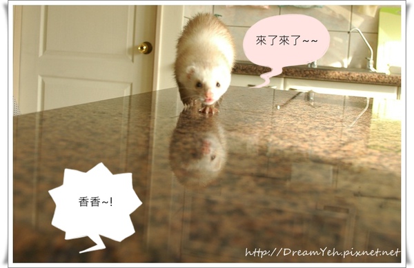 04貂.JPG