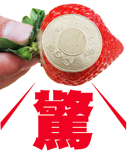 心型草莓台北濱江-3