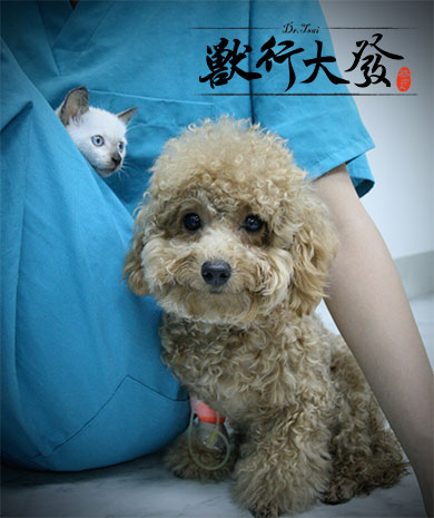 貓輸狗血3.jpg 貓輸狗血3.jpg