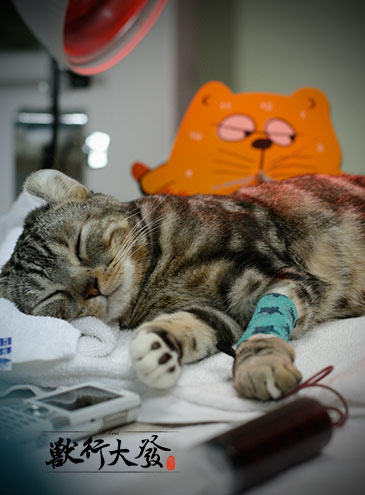 貓輸狗血2.jpg 貓輸狗血2.jpg