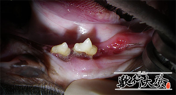 貓口炎2.jpg 貓口炎2.jpg