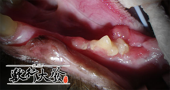 貓口炎3.jpg 貓口炎3.jpg