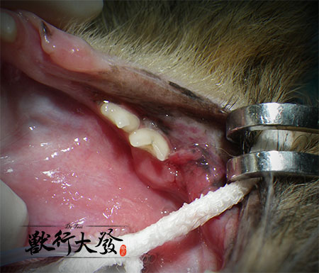 貓口炎6.jpg 貓口炎6.jpg