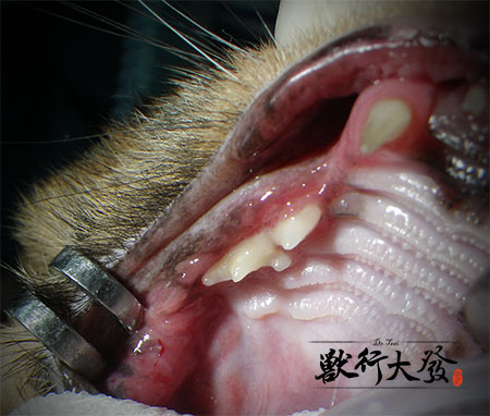 貓口炎5.jpg 貓口炎5.jpg