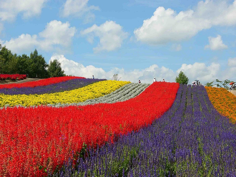 北海道富良野花田.jpg 北海道富良野花田.jpg