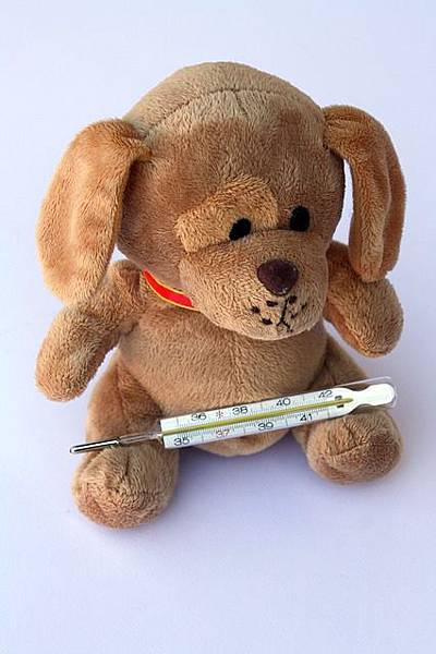 fever dog fever dog