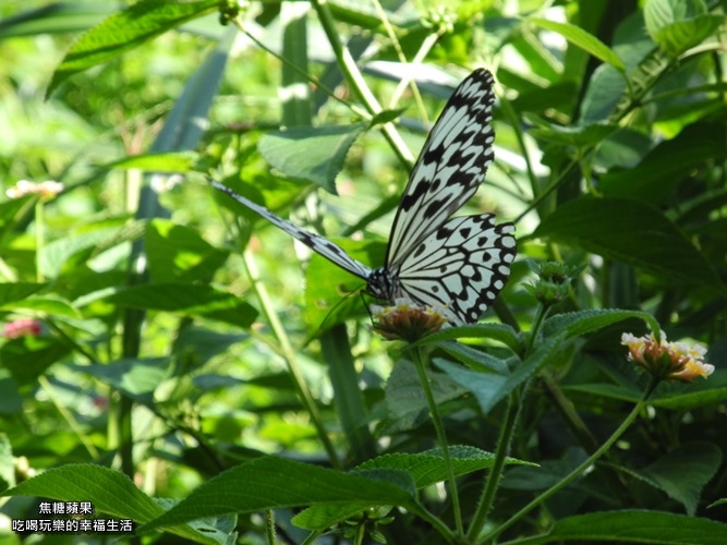 社頂自然公園20.jpg