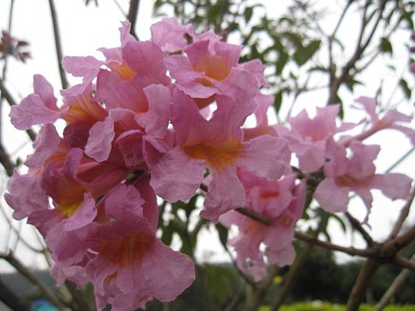 花花草草 (6).JPG