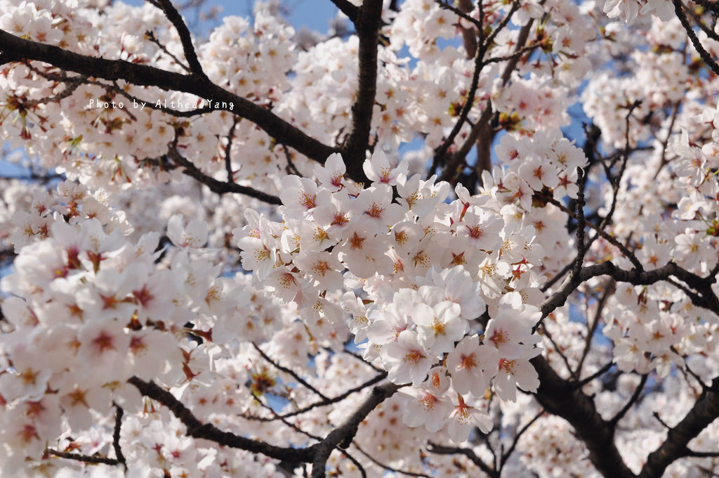 DSC_06431_副本.jpg DSC_06431_副本.jpg