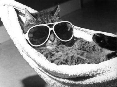 cat-with-sunglasses-lying-in-a-hammock-r-diger-poborsky-200540 cat-with-sunglasses-lying-in-a-hammock-r-diger-poborsky-200540