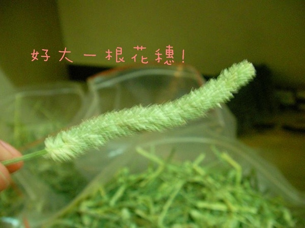 09/04/27 P家牧草草況