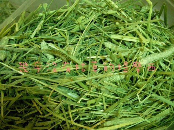 09/04/27 P家牧草草況