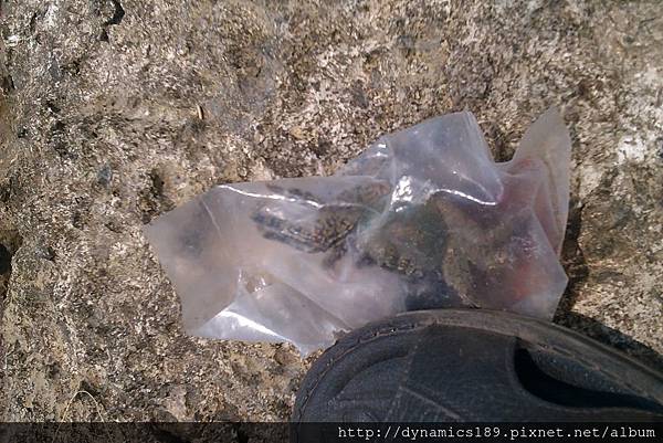 IMAG0480 ,撿到螃蟹.jpg